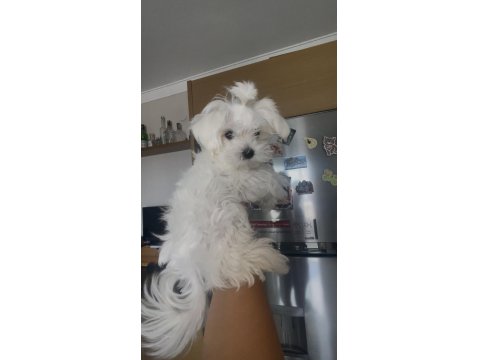 Safkan 0 Numara Kore Maltese