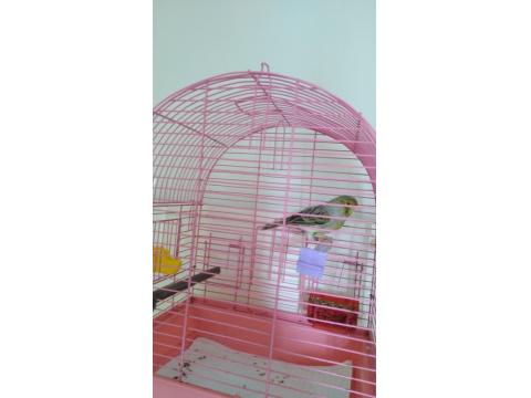 Boğa Gibi Öten Sarı Agat Mozaik Kanarya