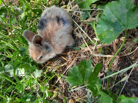 Kaliforniya Damalı Tavşan