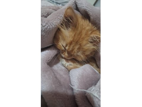 Kedim İçin Ev Arıyorum