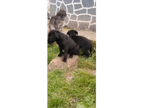 60 Günlük Teslime Hazır Labrador Yavrular