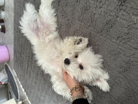 Maltese Terrier 1.5 Yaşında