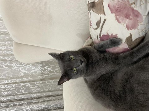 Ücretsiz Sahiplendirme Russian Blue