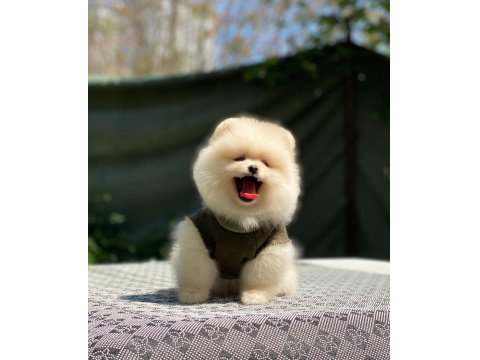 Pomeranian Boo 2.5 Aylık Dişi Veya Erkek