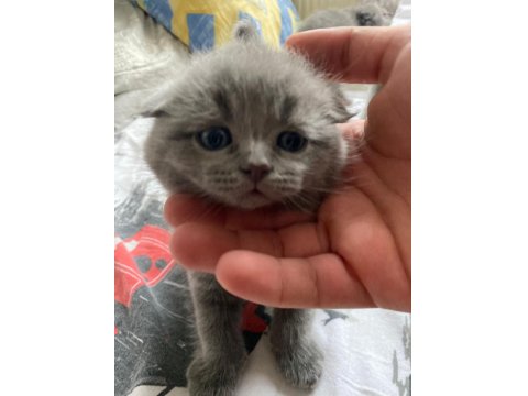 Brıtısh Shorthair Dişi Ve Erkek