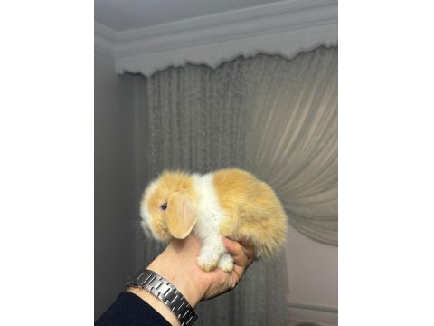 Safkan Tavşanlar Her Yere Gönderilir