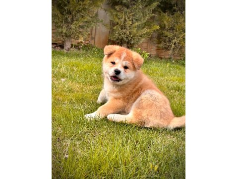 %100 Safkan Japon Akita İnu Yavruları