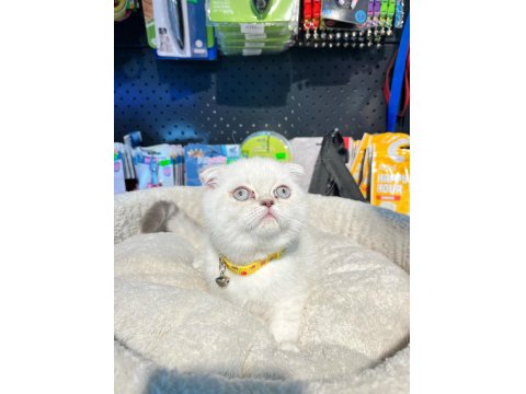 Show Boy Show Kalite Scottish Fold Dişimiz
