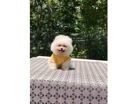 Dişi Ve Erkek Pomeranian Mevcuttur Hepsi De Safkan