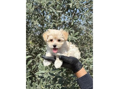 Maltipoo Bebekler