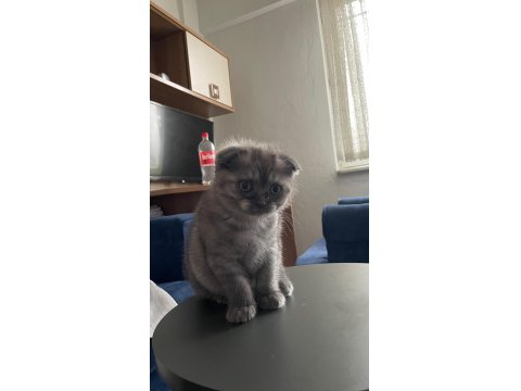 Scottish Fold Kediler