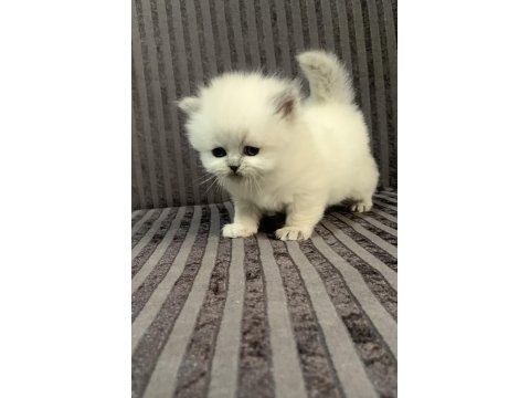 British Longhair Blue Point Top Kafa Yavrularımız