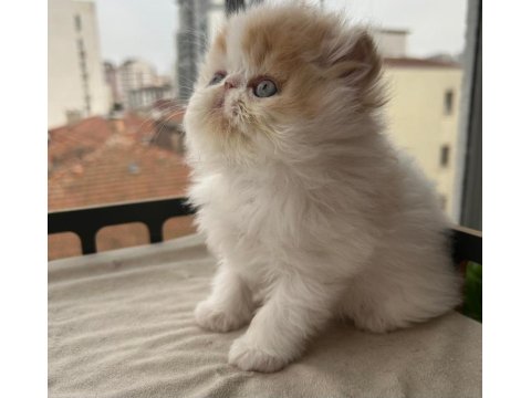 Çok Sıcak Kanlı Saf Irk Persian