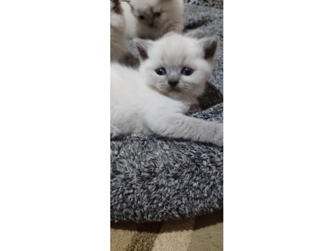Erkek Ve Dişi Blue Point British Shorthair Bebekler