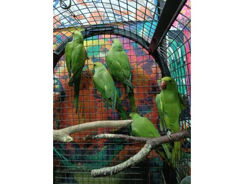 Kapalı Bilezik Pakistan Papağanları