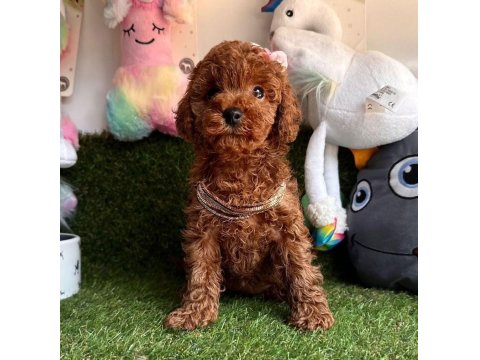 Safkan Toy Poodle Yavrularımız