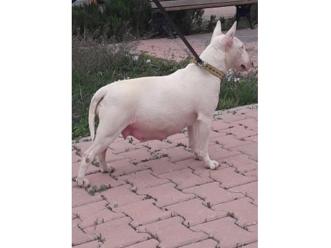 Damızlık 3 Bull Terrier Dişimiz Satılıktır Toplu