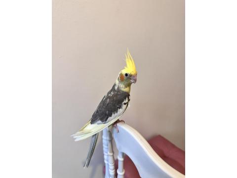 Sultan Papağanlar Sahiplendirilecektir