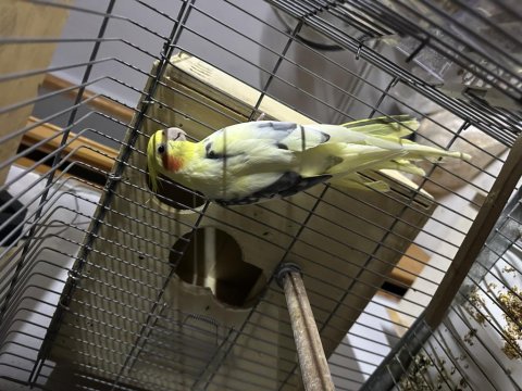 Erkek Sultan Papağanları