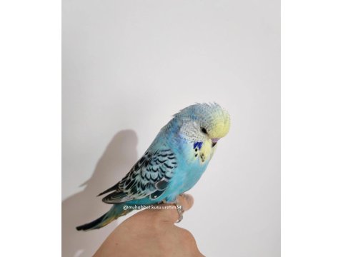 Konuşma Eğitimi Verilecek Yavru Muhabbet Kuşları