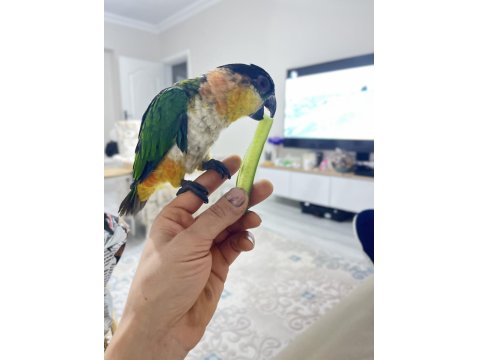 Full Evcil Caique İnsan Ayrımı Yapmaz