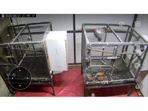 Satılık 2 Takım Çift Kırmızı Kuyruk Jako Papağanımız