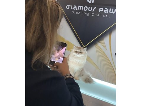 British Longhair Lilak Golden Cana Yakın Uysal