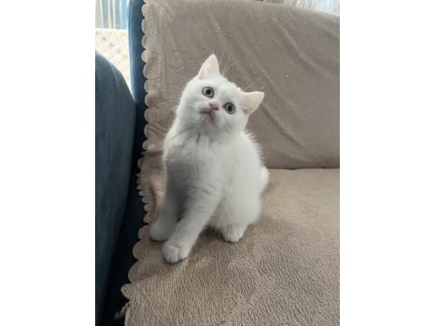 British Shorthair Güzel Kız