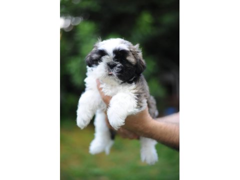 Ev Ortamında, Anne Altından Harika Shih Tzu Bebekler