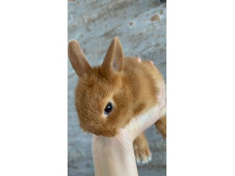 Orjinal Hollanda Cüce Tavşan