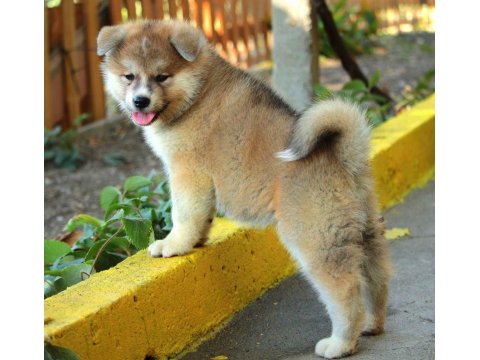 Japon Akita İnu Yavruları