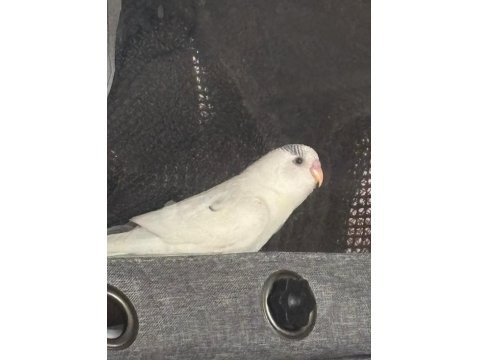 3 Aylık Erkek Muhabbet Kuşu