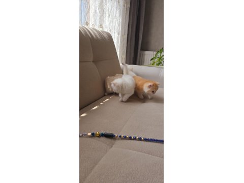 Kaliteli British Shorthair Kediler