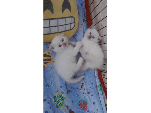 Yavru Bluepoint British Shorthair