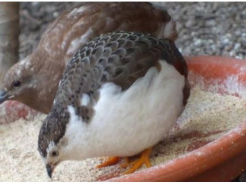 Minyatür Çin Bıldırcını Takım, Civciv, Yumurta