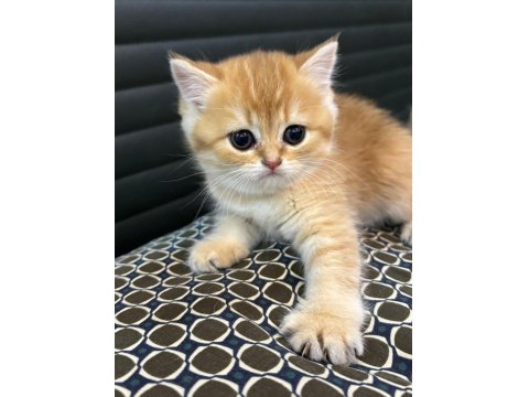 British Longhair / Shorthair & Golden Point