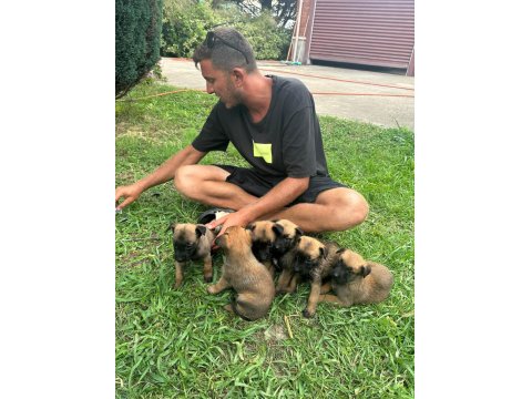 A Kalite Belçika Kurdu (Malinois) Son Yavrular