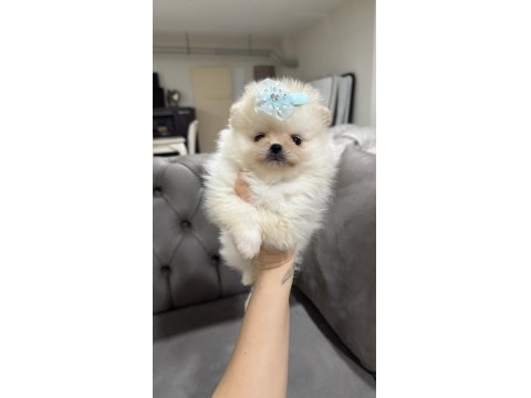 Orjinal Teacup Erkek Pomeranian