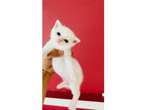 Kar Beyaz British Shorthair Erkek