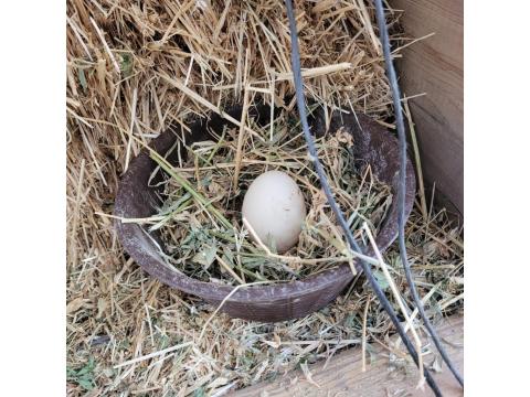 Amerikan Ördeği Yumurtası