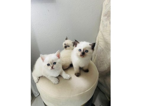 Chocallette Point British Shorthair