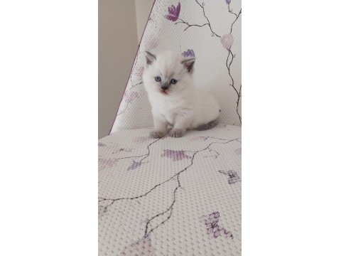 Kar Topu Yumoş British Shorthair Blue Point Bebekler