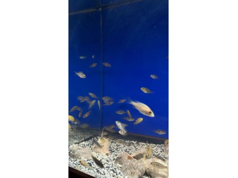 Üreticiden Cichlid Balıklar