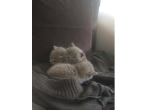 British Shorthair 3 Yavrumuza Yeni Yuva Arıyoruz