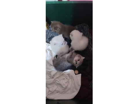 Mavi Gözlü British Longhair Bebişler