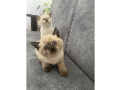 41 Günlük Yavru Oyun Sever British Yavru Kedimiz