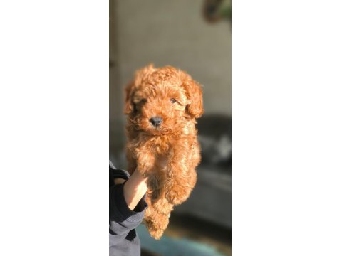 Evde Yetişmiş Saf Kan Toy Poodle