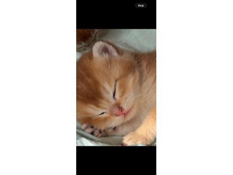 %100 Safkan Ny12 British Shorthair Bebeklerimiz