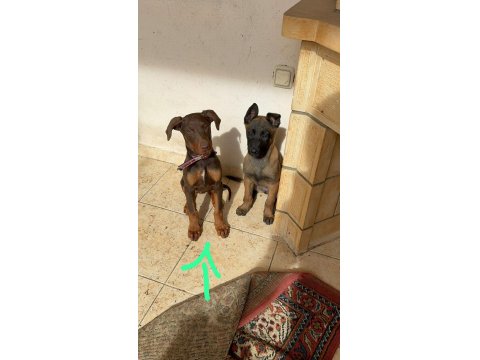 Kızıl Doberman 4 Aylık Dişi