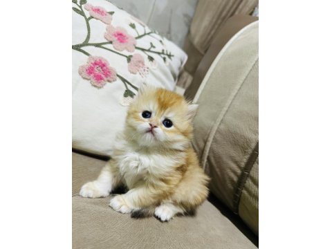 Yavru British Longhair Kedimize Yuva Arıyoruz